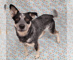 Small #12 Mutt