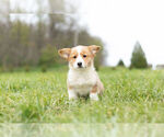 Small Photo #10 Pembroke Welsh Corgi Puppy For Sale in WARSAW, IN, USA
