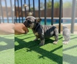 Small #4 French Bulldog