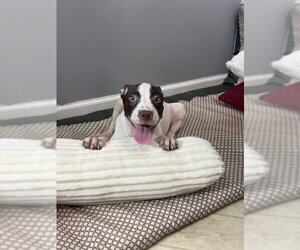 Doug - Male Australian Shepherd-Unknown Mix Dog for Adoption - Photo #4
