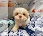 Puppy Purple Shih Tzu