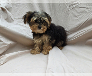 Yorkshire Terrier Puppy for sale in CORNERSVILLE, TN, USA