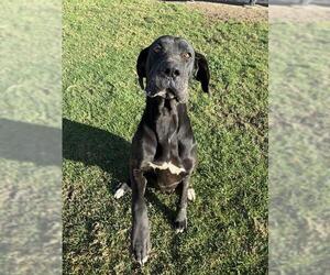 Great Dane Dogs for adoption in Riverside, CA, USA