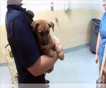 Small German Shepherd Dog Mix