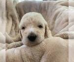 Small Photo #1 Labradoodle Puppy For Sale in PIERSON, FL, USA