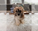 Small Photo #4 Havanese Puppy For Sale in INDIANAPOLIS, IN, USA