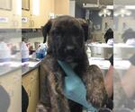 Small Australian Shepherd-German Shepherd Dog Mix