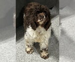 Small #1 Cocker Spaniel