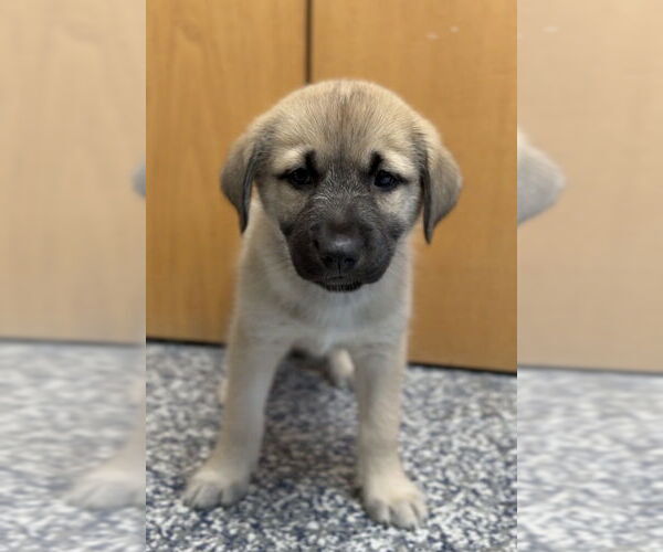 Medium Photo #1 German Shepherd Dog-Unknown Mix Puppy For Sale in Bemidji, MN, USA