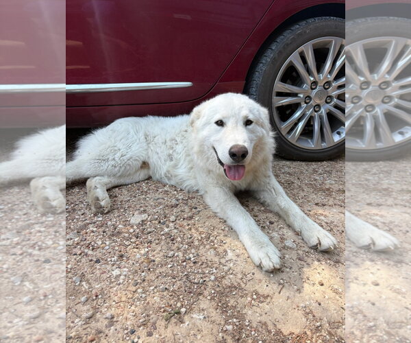 Medium Photo #1 Great Pyrenees-Unknown Mix Puppy For Sale in Grafton, WI, USA