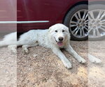 Small Great Pyrenees Mix
