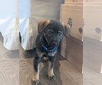 Small Miniature Pinscher Mix