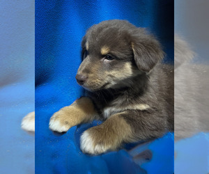 Australian Shepherd Puppy for sale in WARSAW, NY, USA