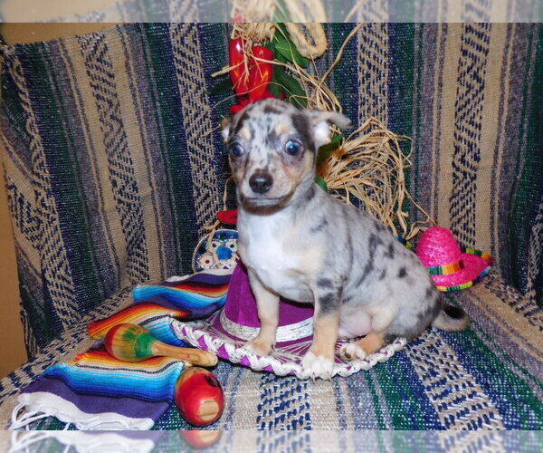 Medium Photo #12 Chihuahua Puppy For Sale in CHARLESTON, AR, USA