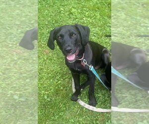 Labrador Retriever-Unknown Mix Dogs for adoption in Springdale, PA, USA