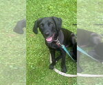 Small Labrador Retriever Mix