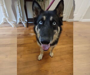 German Shepherd Dog-Siberian Husky Mix Dogs for adoption in Ball Ground, GA, USA