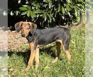 Mutt Dogs for adoption in Spring Lake, NC, USA