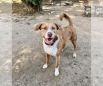 Small #33 Australian Shepherd-Catahoula Leopard Dog Mix