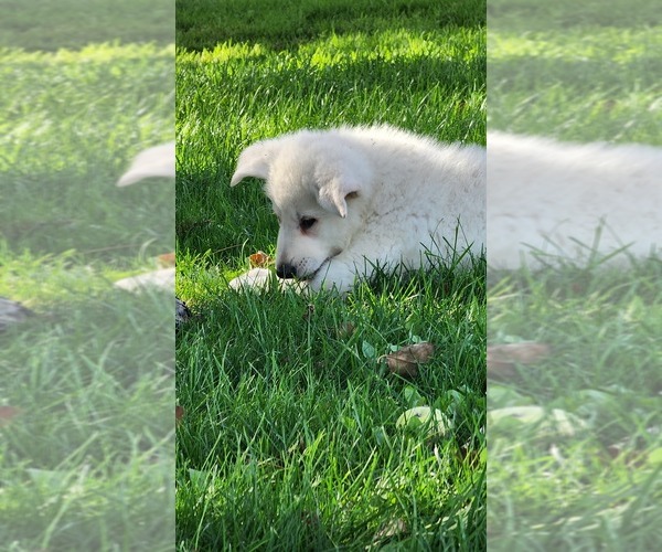 Medium Photo #15 German Shepherd Dog Puppy For Sale in GREENWOOD, WI, USA