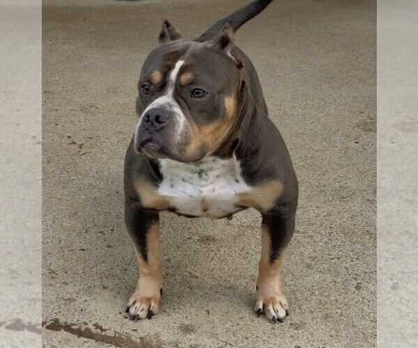 Medium Photo #1 American Bully Puppy For Sale in PITTSBURGH, PA, USA
