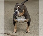 Small Photo #1 American Bully Puppy For Sale in PITTSBURGH, PA, USA