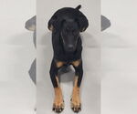 Small #7 Doberman Pinscher