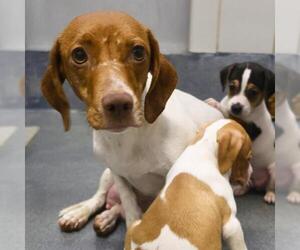 Dachshund-Unknown Mix Dogs for adoption in San Antonio, TX, USA