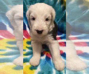 Old English Sheepdog Puppy for sale in WAKE FOREST, NC, USA