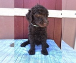 Small Photo #12 Labradoodle Puppy For Sale in WESTMINSTER, SC, USA