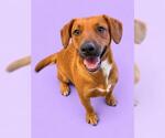 Small Beagle-Rhodesian Ridgeback Mix