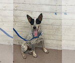 Small Mutt