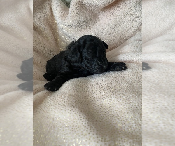 Medium Photo #1 Poodle (Miniature) Puppy For Sale in SILVER SPRING, MD, USA