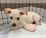 Small #4 Labrador Retriever Mix