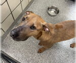Small American Pit Bull Terrier-Labrador Retriever Mix