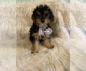 Poodle (Toy)-Yorkshire Terrier Mix Puppy for sale in BEECH GROVE, IN, USA