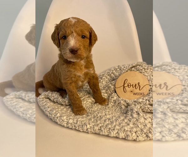 Medium Photo #7 Goldendoodle Puppy For Sale in JENKS, OK, USA