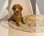 Small Photo #7 Goldendoodle Puppy For Sale in JENKS, OK, USA