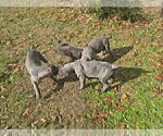 Small #8 Cane Corso