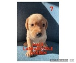 Puppy 8 Labradoodle
