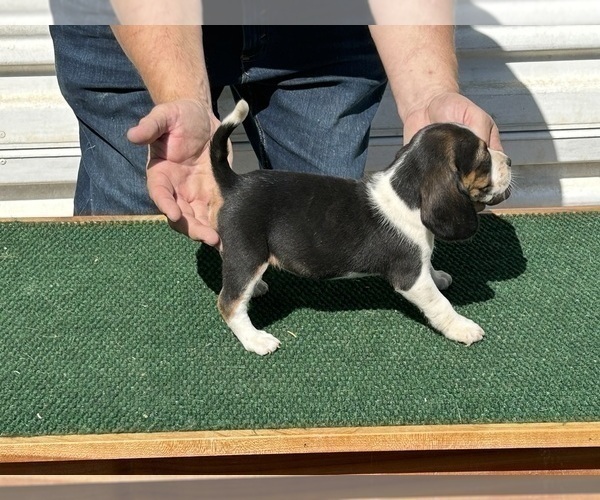 Medium Photo #1 Beagle Puppy For Sale in PEVELY, MO, USA