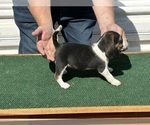 Puppy Missandei Beagle