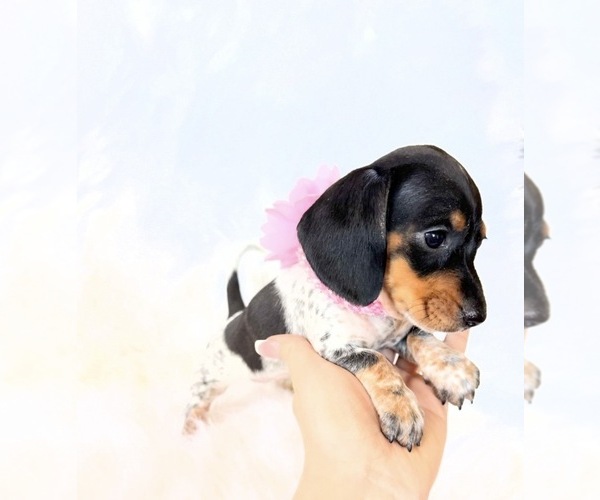 Medium Photo #3 Dachshund Puppy For Sale in DAVIS, CA, USA