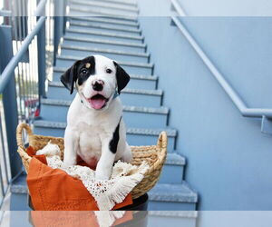 Medium American Pit Bull Terrier