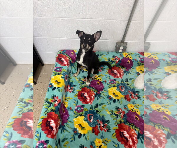 Medium Photo #2 Chihuahua-Unknown Mix Puppy For Sale in York, SC, USA