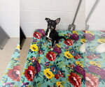 Small #1 Chihuahua Mix