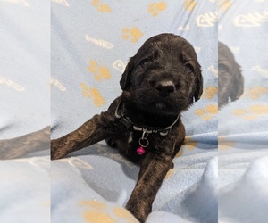 Shepadoodle Puppy for sale in South Porcupine, Ontario, Canada