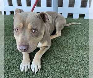 American Pit Bull Terrier Dogs for adoption in Modesto, CA, USA