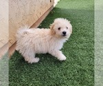 Small Photo #32 Maltipoo Puppy For Sale in LAKESIDE, CA, USA