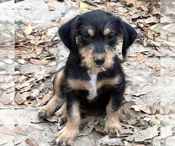 Medium Photo #1 Dachshund-Unknown Mix Puppy For Sale in Yardley, PA, USA